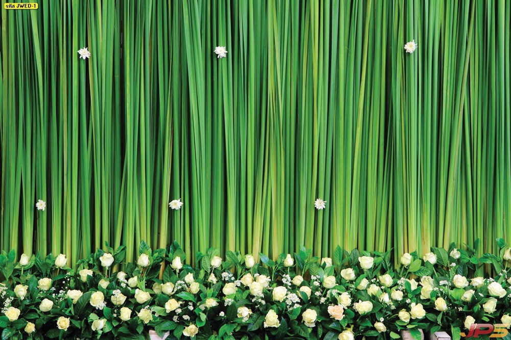 วอลเปเปอร์ฉากหลังลายดอกกุหลาบขาวพื้นใบไม้สีเขียว