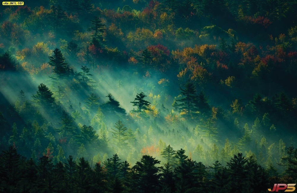 วอลเปเปอร์ธรรมชาติป่าสนที่แสงส่องยามเช้า