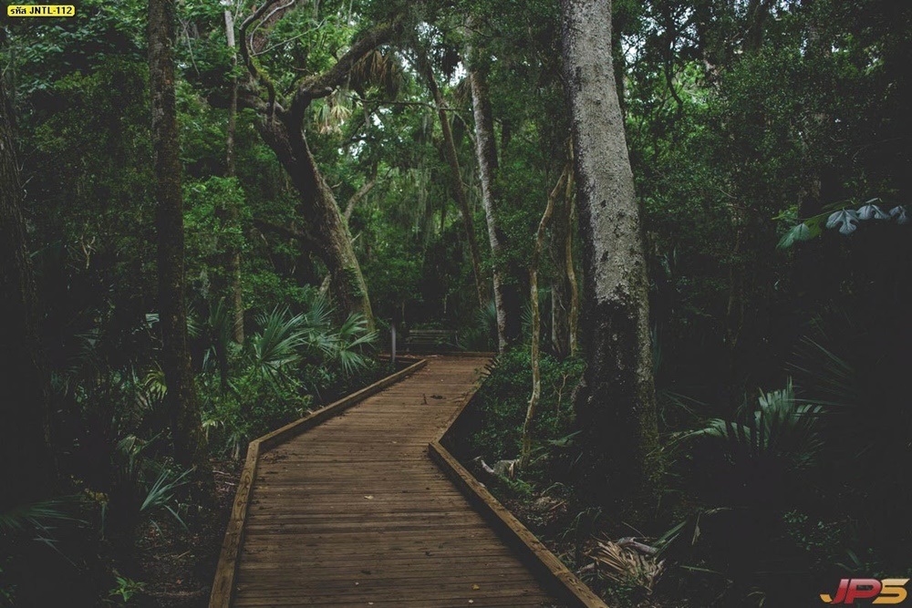 วอลเปเปอร์ธรรมชาติทางเดินสะพานไม้ในป่าดิบชื้น