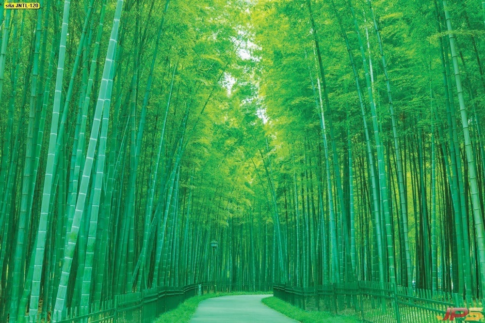 วอลเปเปอร์ธรรมชาติป่าไผ่ในสวนญี่ปุ่น