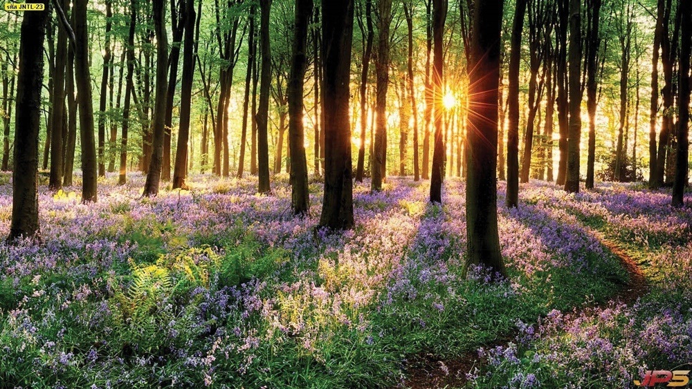 วอลเปเปอร์ธรรมชาติแสงยามเช้าลอดผ่านต้นไม้
