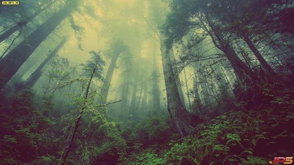 วอลเปเปอร์ธรรมชาาติทิวทัศน์ป่าไม้ที่สะดุดตา