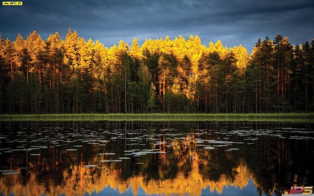วอลเปเปอร์ธรรมชาติต้นไม้สีเหลืองริมทะเลสาบ