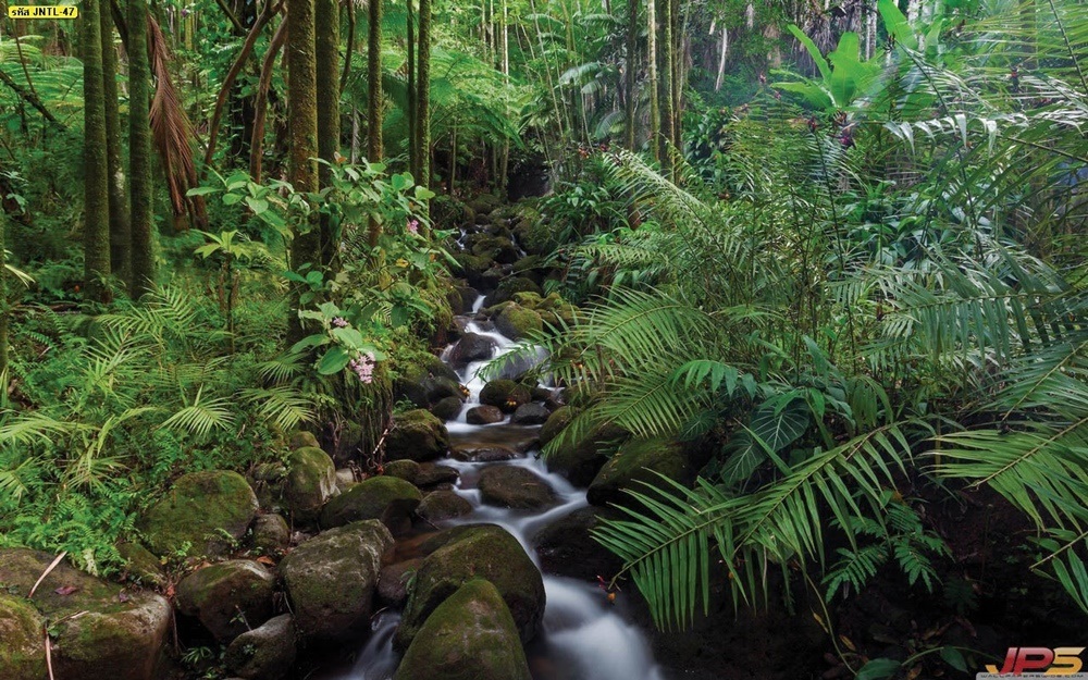 วอลเปเปอร์ธรรมชาติธารน้ำตกขนาดเล็กในป่า