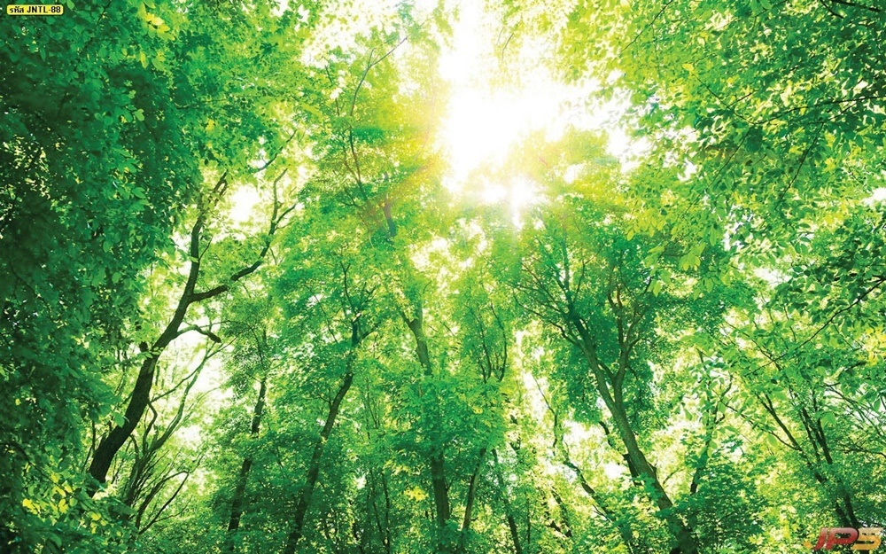 วอลเปเปอร์ธรรมชาติแสงอาทิตย์ส่องผ่านกิ่งก้านของต้นไม้
