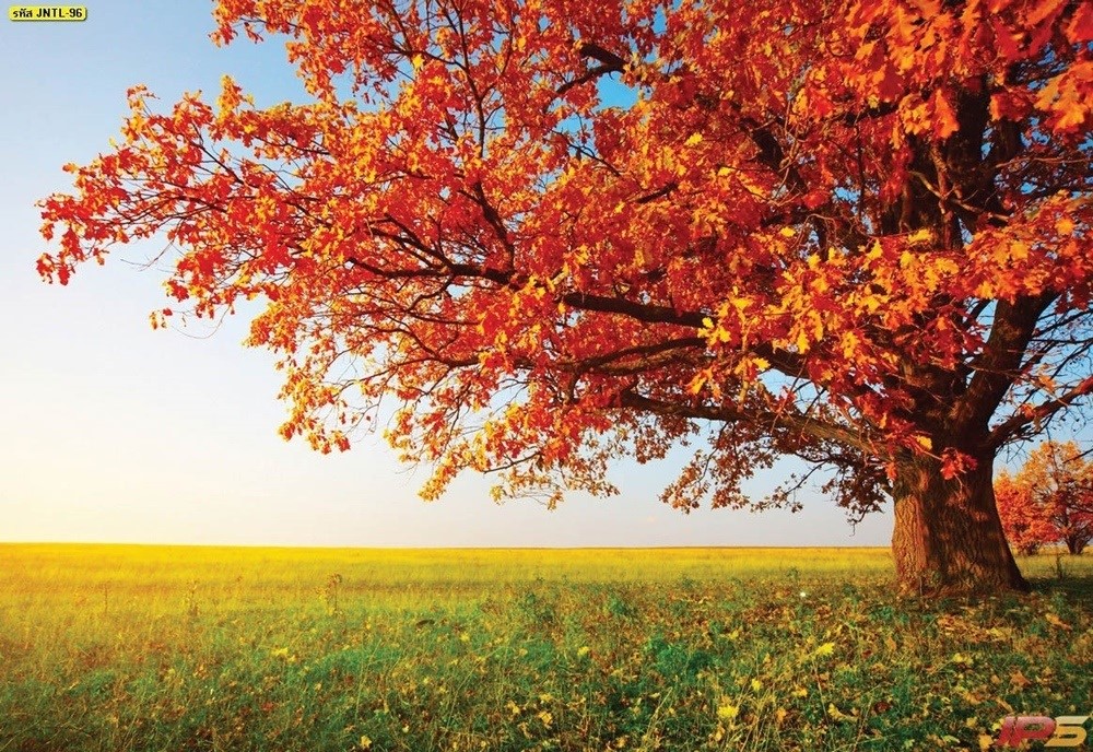 วอลเปเปอร์ธรรมชาติต้นไม้ในฤดูใบไม้ร่วงที่มีสีส้มสวยงาม