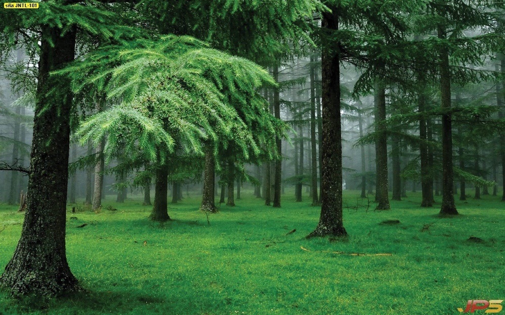 วอลเปเปอร์ธรรมชาติป่าไม้ที่มีต้นไม้สีเขียว